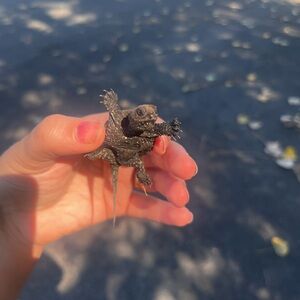Small Black Turtle Figurine - Miniature Decorative Accent